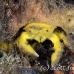 crab_sponge_shr_tam_h_0023_bal6396.jpg